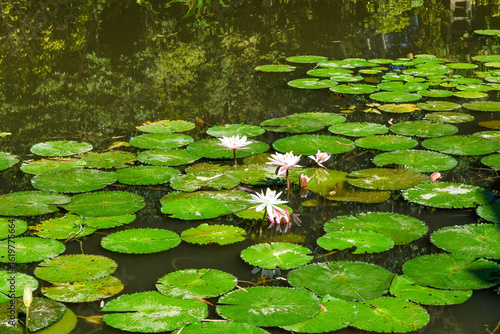 Close-up of a white water lily blooming beautifully in a calm pond surrounded by lush green lotus leaves under natural sunlight. Ideal for nature, botanical, and peaceful landscape themes.