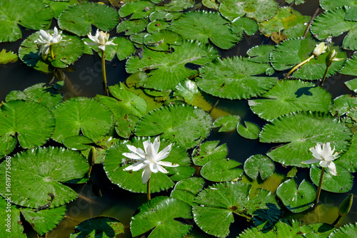 Close-up of a white water lily blooming beautifully in a calm pond surrounded by lush green lotus leaves under natural sunlight. Ideal for nature, botanical, and peaceful landscape themes.
