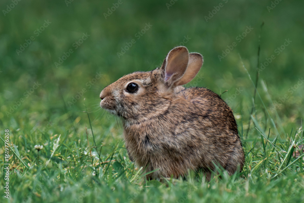 Fototapeta premium Feral bunny in British Columbia, Canada.