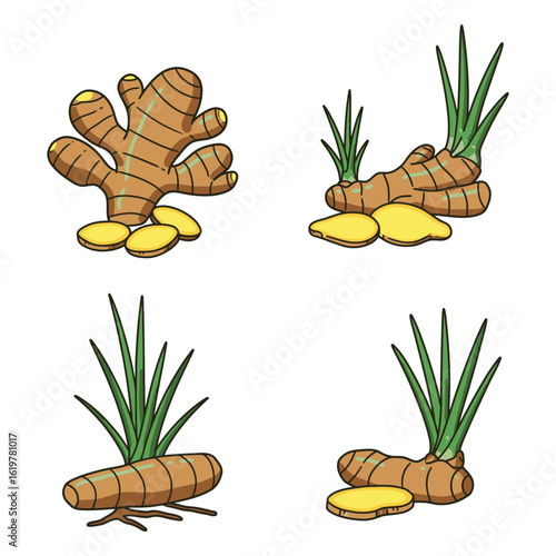 Collection of Fresh Ginger Root Illustrations with Green Leaves and Slices