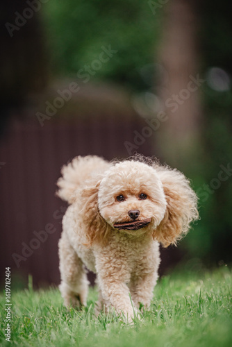 Cheerful cute toy poodle apricot happily spends time outdoors in the garden
