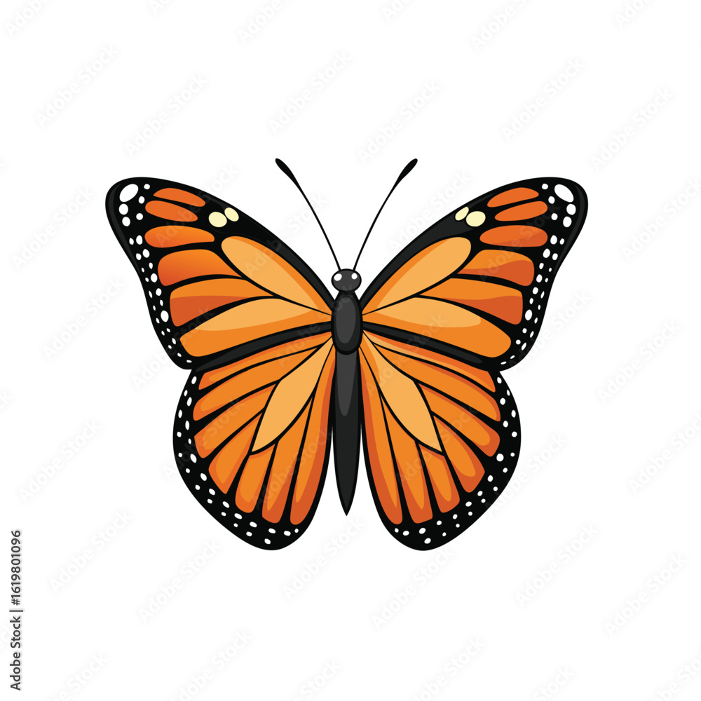 Fototapeta premium butterfly on white background