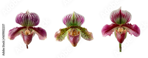 Isolated Orchid Flowers on Transparent Background for Nature Lovers