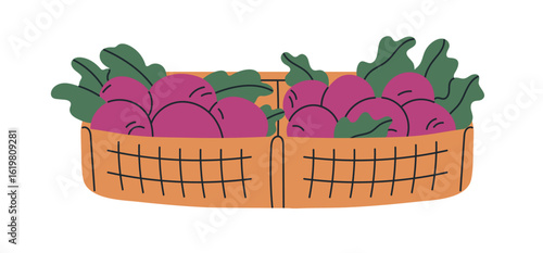 Beetroot harvest in wicker basket. Farm vegetables. Fresh organic natural hea...