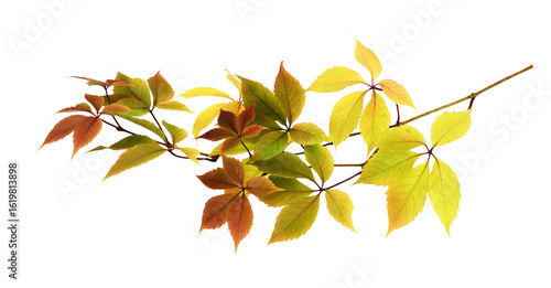 Beautiful twig with colorfu...