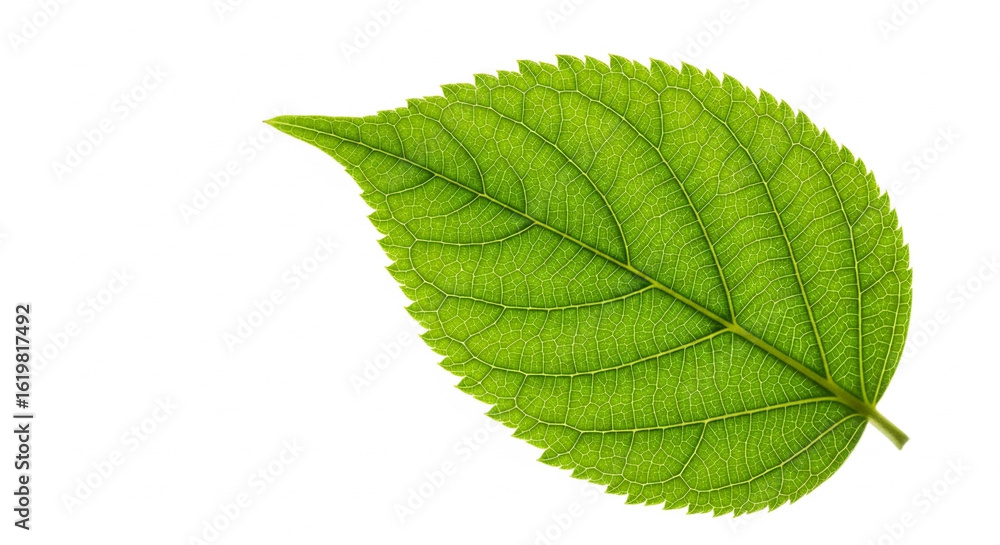 Obraz premium green leaf on white background