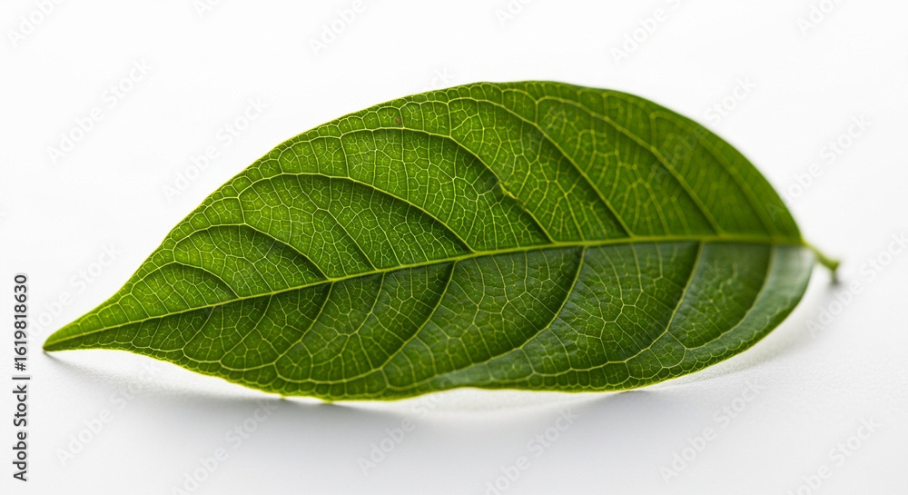 Obraz premium green leaf on white background