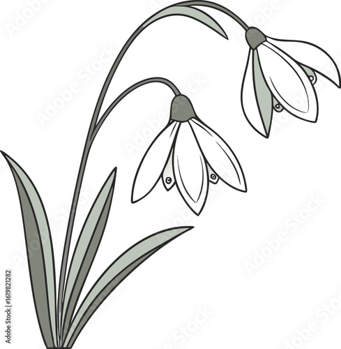 Delicate Snowdrop Illustration: A pristine, grayscale illustration captures the delicate beauty of snowdrop flowers, their slender stems and elegant bell-shaped blooms gracefully displayed.