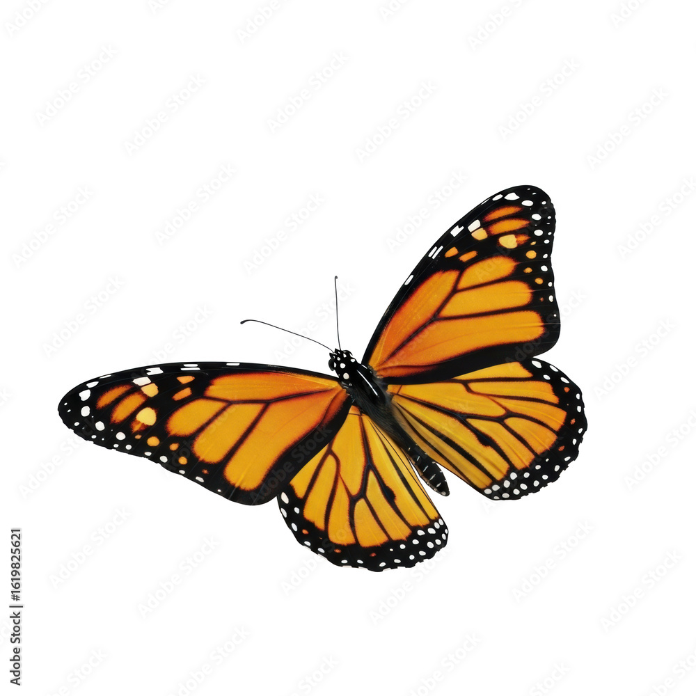 Obraz premium A detailed 3D rendered Monarch butterfly with vibrant orange wings, black veins, and white spots, resting on a clean transparent background with a soft shadow, presented with lifelike accuracy,