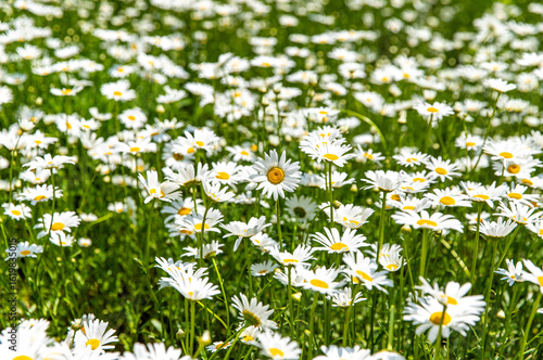 field of daisies