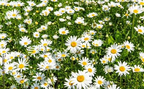 field of daisies