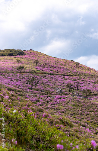 flowers in the mountains