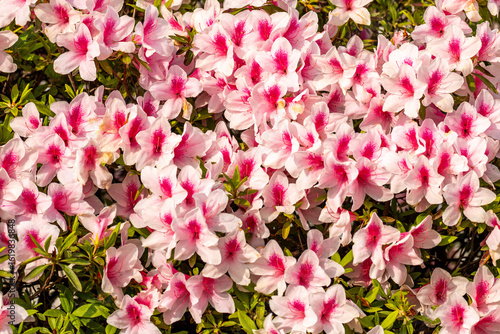 pink and white flowers