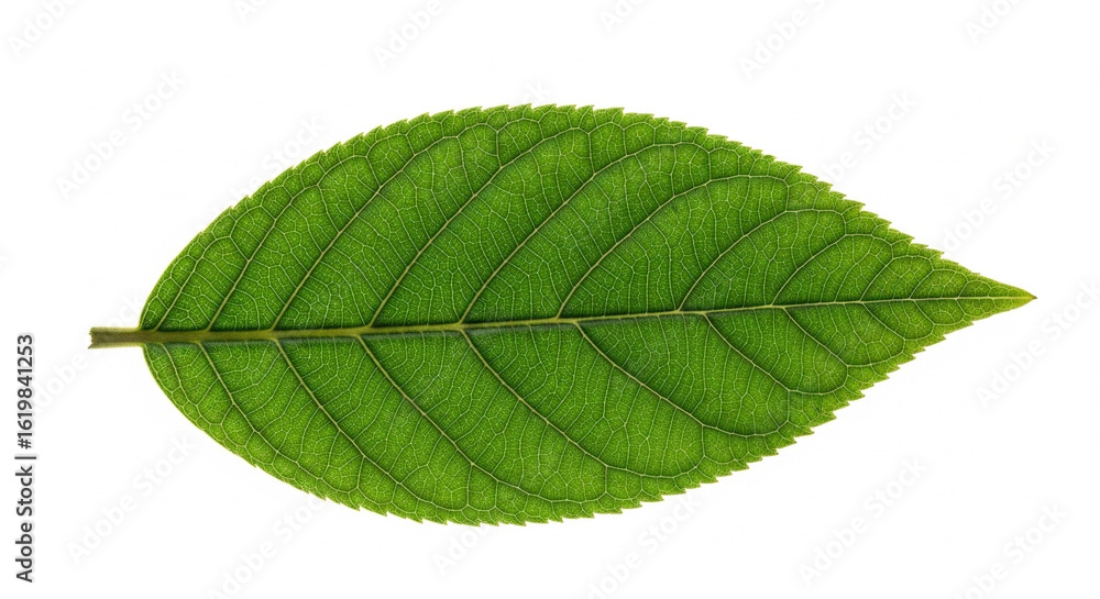 Fototapeta premium green leaf on white background