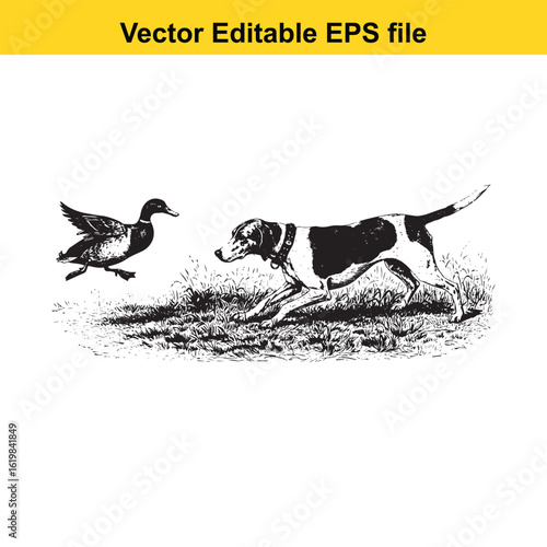 Curly-Coated Retriever Vintage Black & White Hunting Dog Illustration with Muller Duck – Standing, Jumping, and Hunting Pose
