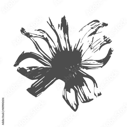 Silhouette of chamomile flower, imprint of petals. Isolated on white background.