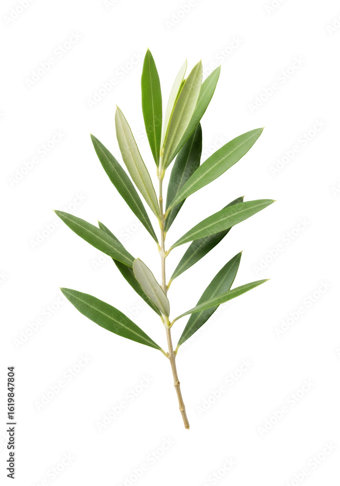 Fototapeta premium Fresh olive branch with slender light brown texture, vibrant green elongated leaves with intricate veins, isolated on transparent background, bright even studio lighting, precise 3/4 view, concept of