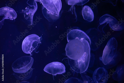 jelly fish in aquarium, underwater view with purple lighting, black background