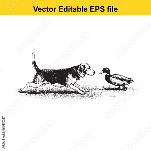 Beagle Vintage Black & White Hunting Dog Illustration with Muller Duck – Standing, Jumping, and Hunting Pose