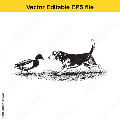 Beagle Vintage Black & White Hunting Dog Illustration with Muller Duck – Standing, Jumping, and Hunting Pose