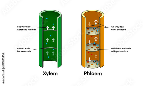 Tableau sur toile illustration of biology, Xylem vessel and Phloem vessel, Transport in plants, Xy