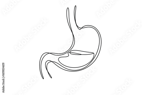 Simple line drawing of the human stomach and esophagus