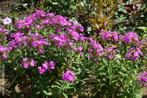 Florescence of pink Phlox paniculata in mid August