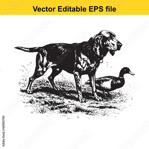 Bloodhound Vintage Black & White Hunting Dog Illustration with Muller Duck – Standing, Jumping, and Hunting Pose