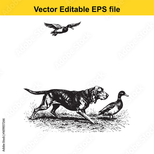 Bloodhound Vintage Black & White Hunting Dog Illustration with Muller Duck – Standing, Jumping, and Hunting Pose