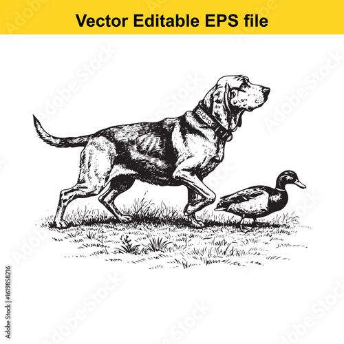 Bloodhound Vintage Black & White Hunting Dog Illustration with Muller Duck – Standing, Jumping, and Hunting Pose