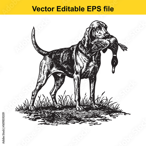 Bloodhound Vintage Black & White Hunting Dog Illustration with Muller Duck – Standing, Jumping, and Hunting Pose