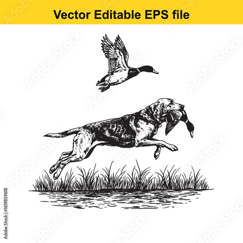 Bloodhound Vintage Black & White Hunting Dog Illustration with Muller Duck – Standing, Jumping, and Hunting Pose