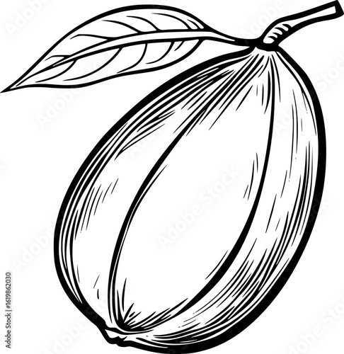 Sapodilla Line Drawing Vector for Logo and Art