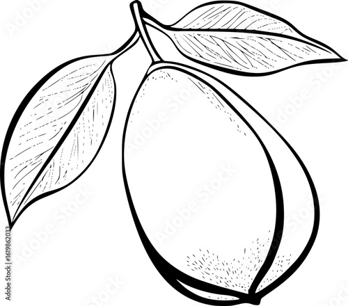 Sapodilla Line Drawing Vector for Logo and Art