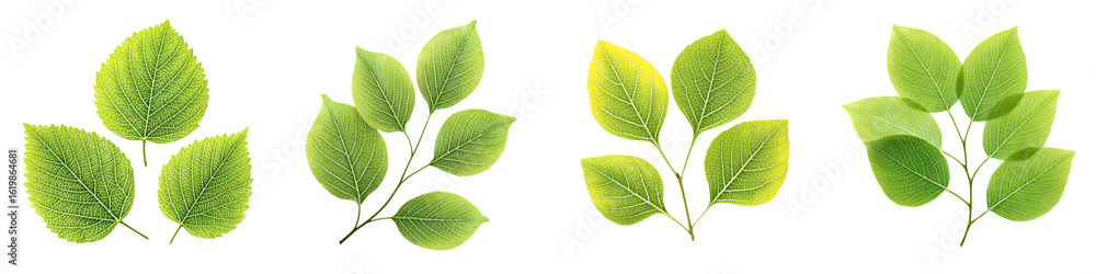 Obraz premium Fresh Green Leaves: Watercolor Spring Foliage Elements