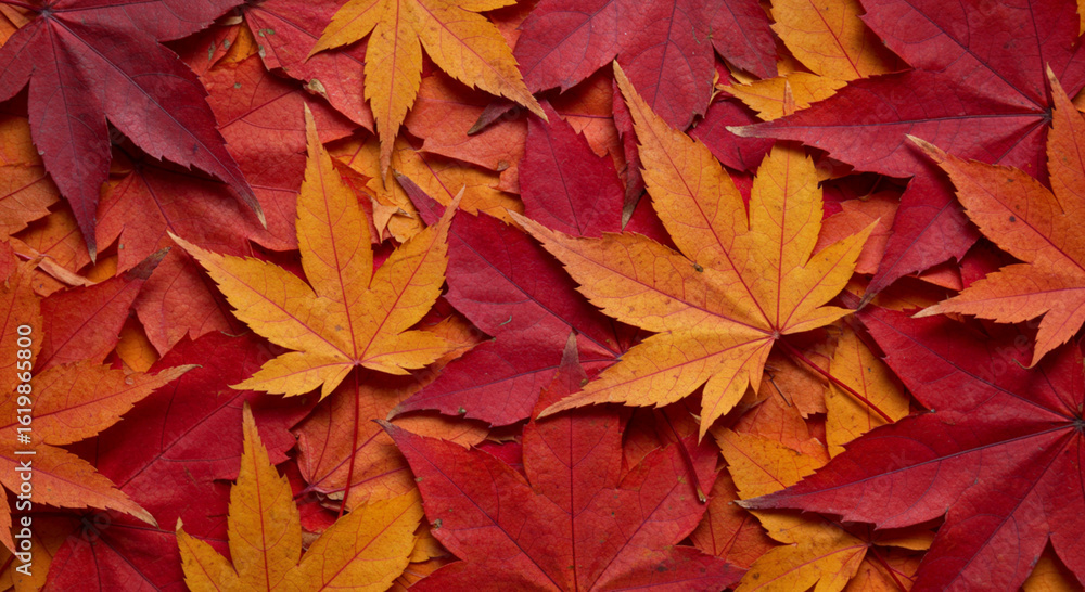 Fototapeta premium 紅葉が落ちている風景 一面の紅葉の葉っぱの写真
