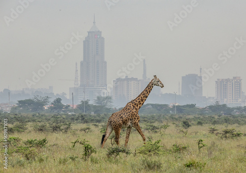 View of a giraffe gracefully strides across the golden savanna, with the modern skyline piercing the hazy horizon, a meeting of wild and urban worlds, Nairobi, Nairobi County, Kenya.