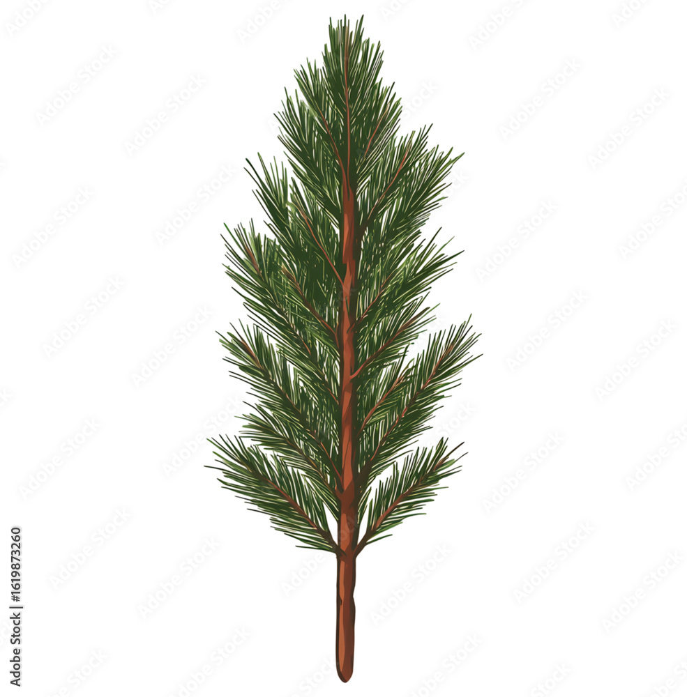 Realistic green fir tree branch with brown stem isolated on transparent background Realistic green fir tree branch with brown stem isolated on transparent background