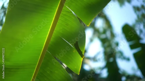 banana green leaf