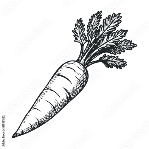 Hand-drawn black and white carrot sketch with detailed leaves and root. Vector illustration