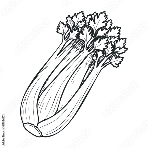 Black and white celery sketch with detailed stalk and leaves. Vector illustration