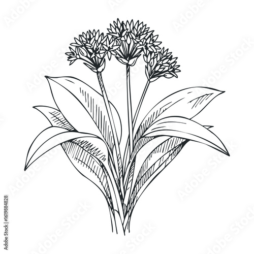 Hand-drawn botanical illustration of allium flower with leaves in black and white. Vector illustration
