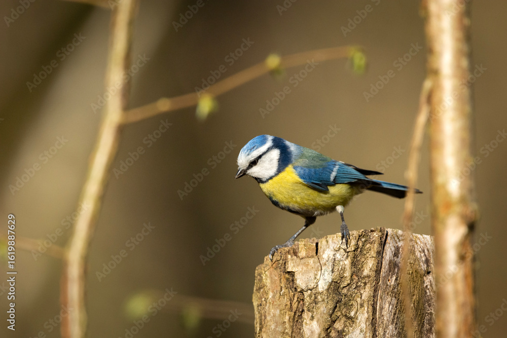 Fototapeta premium A Blue Tit, Cyanistes caeruleus Resting on a Tree Stump