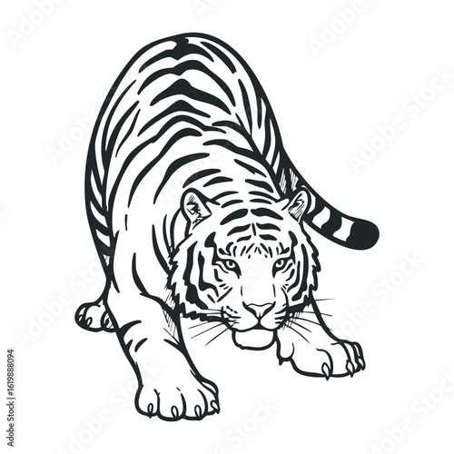 Black and white tiger drawing: powerful predatory stance in detailed line art. Vector illustration