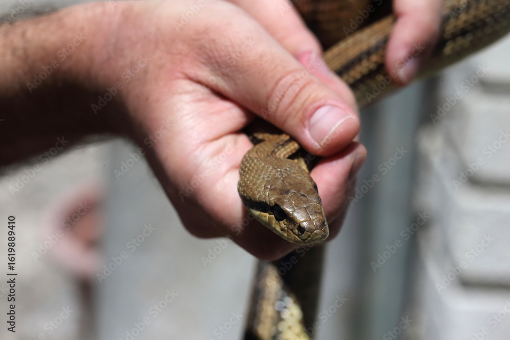 Fototapeta premium Close-up of a Snake Held Gently by Human Hands in Natural Light