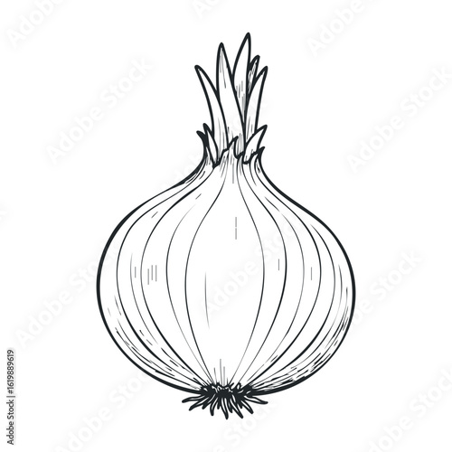 Hand-drawn onion sketch with detailed texture. Vector illustration