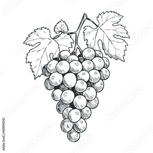 Black and white grapes sketch with leaves detailed line art illustration. Vector illustration