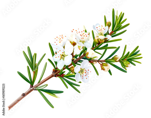 Manuka Tea Tree Sprig: White Flowers and Greenery on Black for Stunning Floral Detail