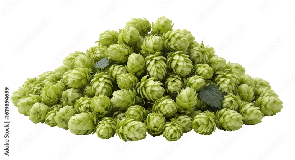 Fototapeta premium Isolated hop cones