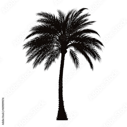 Vector art, vector illustration of a silhouette of a palmetto tree on a white background

